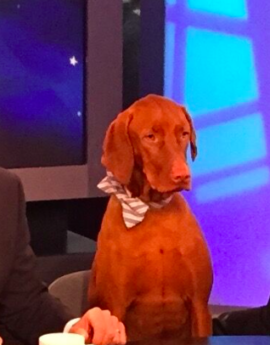 Jasper Perino’s Birthday Appearance on The Five